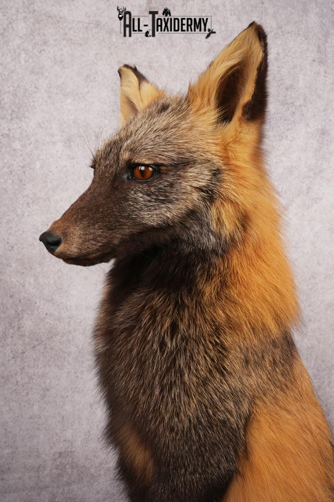 Cross Fox SKU 3164 - Image 4