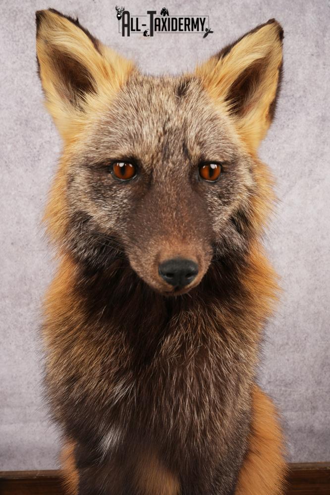 Cross Fox SKU 3164 - Image 3