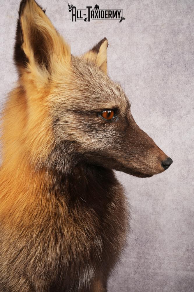 Cross Fox SKU 3164 - Image 2