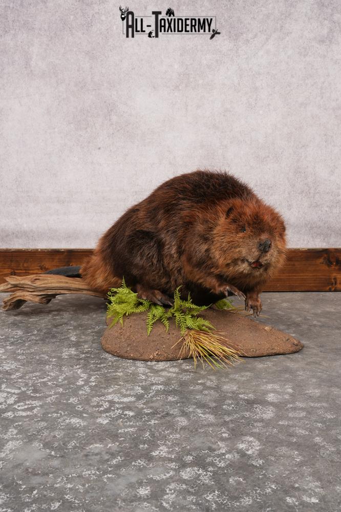 Beaver Full Body SKU 3188