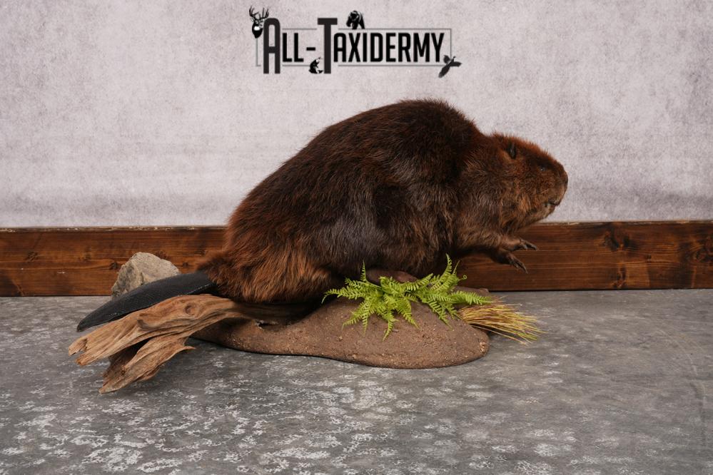 Beaver Full Body SKU 3188 - Image 7