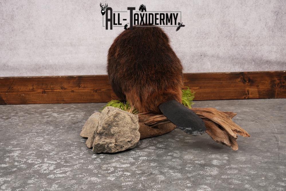 Beaver Full Body SKU 3188 - Image 6
