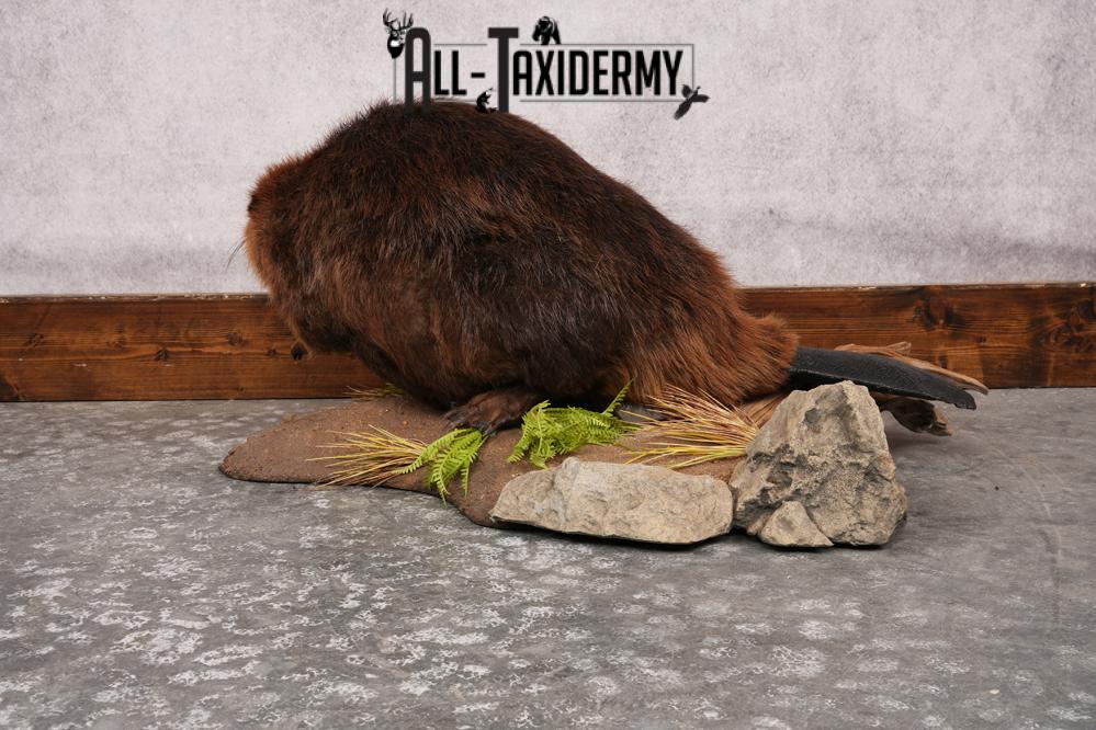 Beaver Full Body SKU 3188 - Image 5