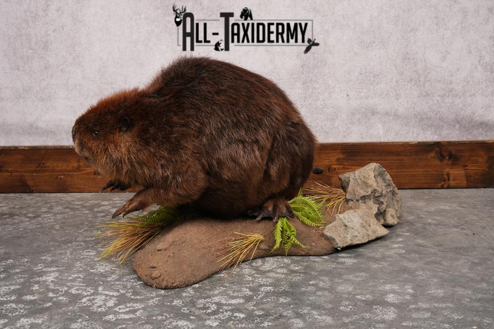 Beaver Full Body SKU 3188 - Image 4