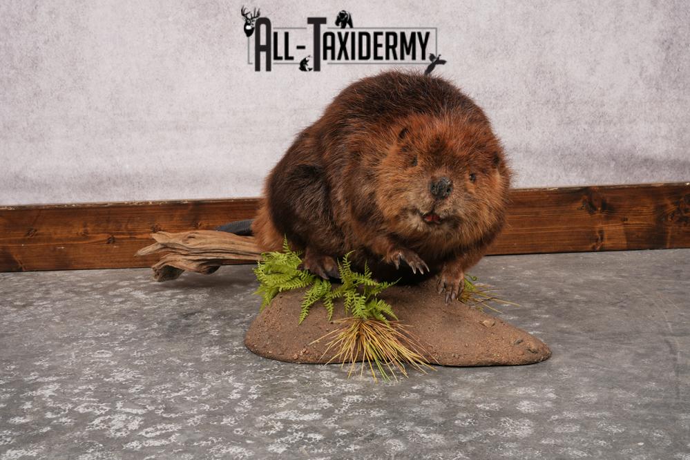 Beaver Full Body SKU 3188 - Image 3