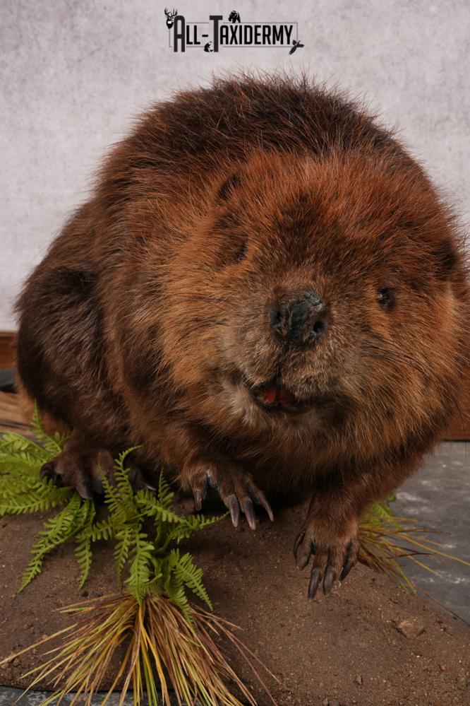 Beaver Full Body SKU 3188 - Image 2