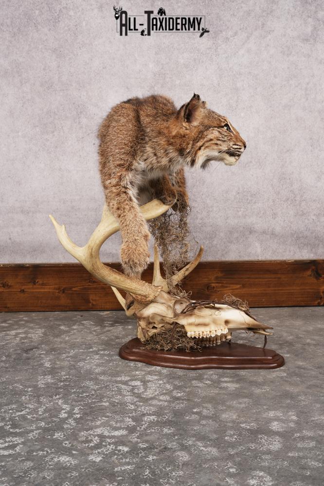 Bobcat SKU 3190 - Image 10