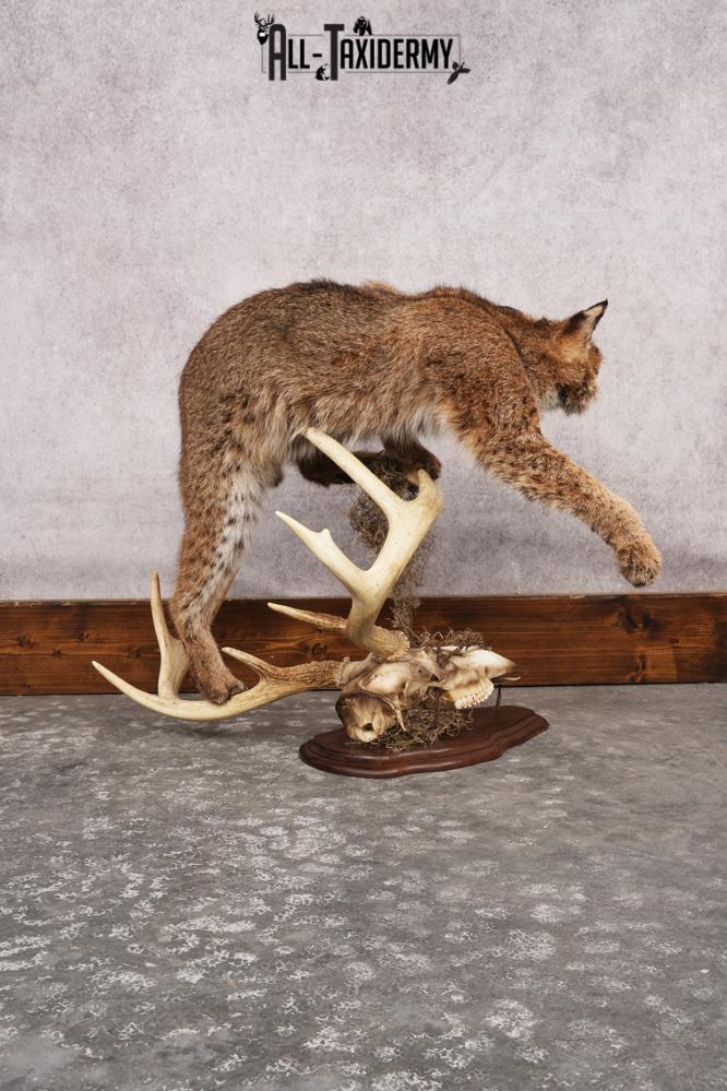 Bobcat SKU 3190 - Image 9