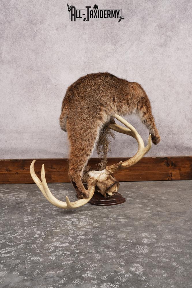 Bobcat SKU 3190 - Image 8