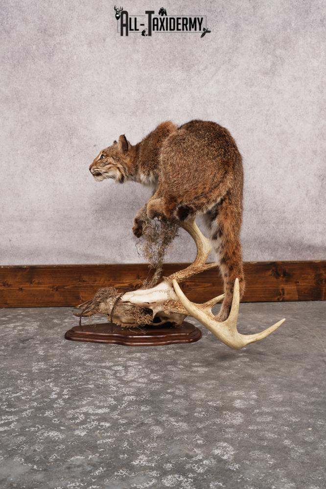 Bobcat SKU 3190 - Image 7