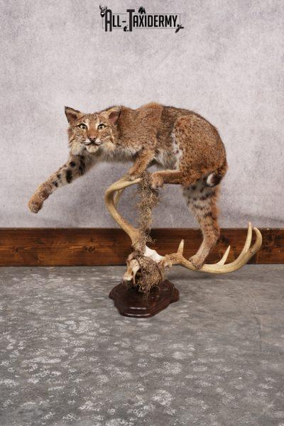 Bobcat Stalking Standing on a Whitetail Deer 8 Point Skull