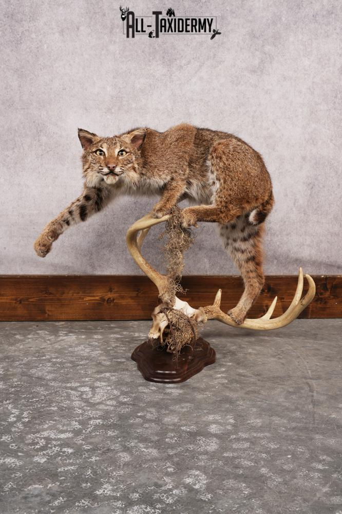 Bobcat Stalking Standing on a Whitetail Deer 8 Point Skull