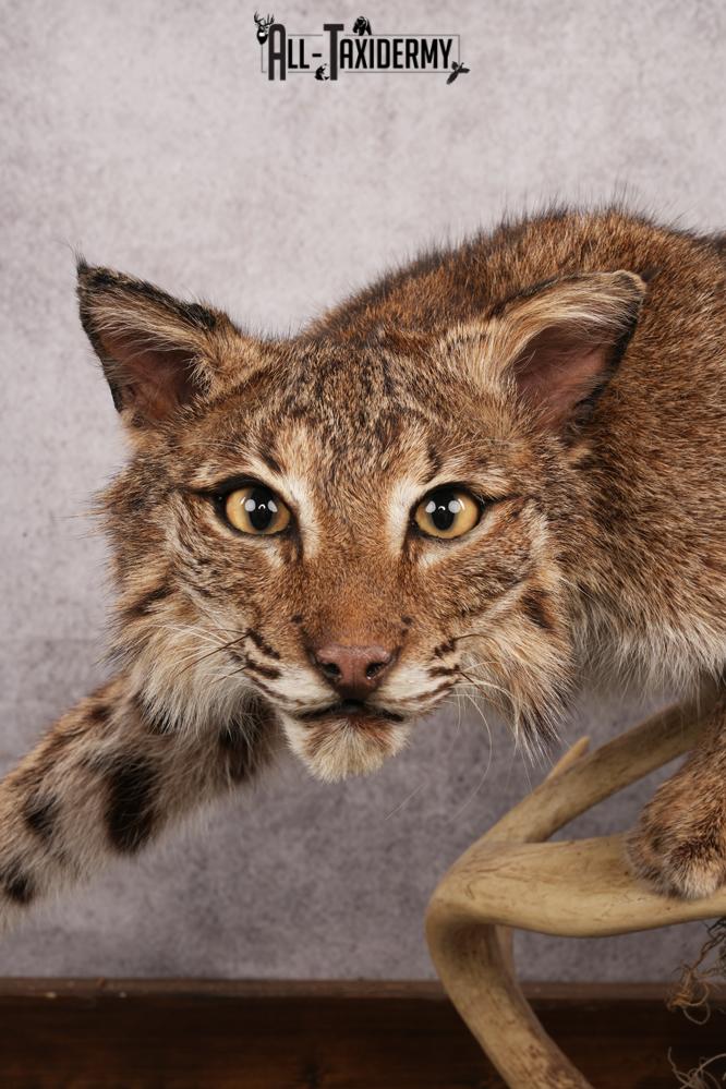 Bobcat SKU 3190 - Image 6