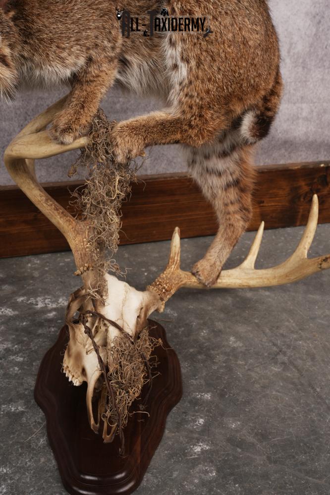 Bobcat SKU 3190 - Image 5