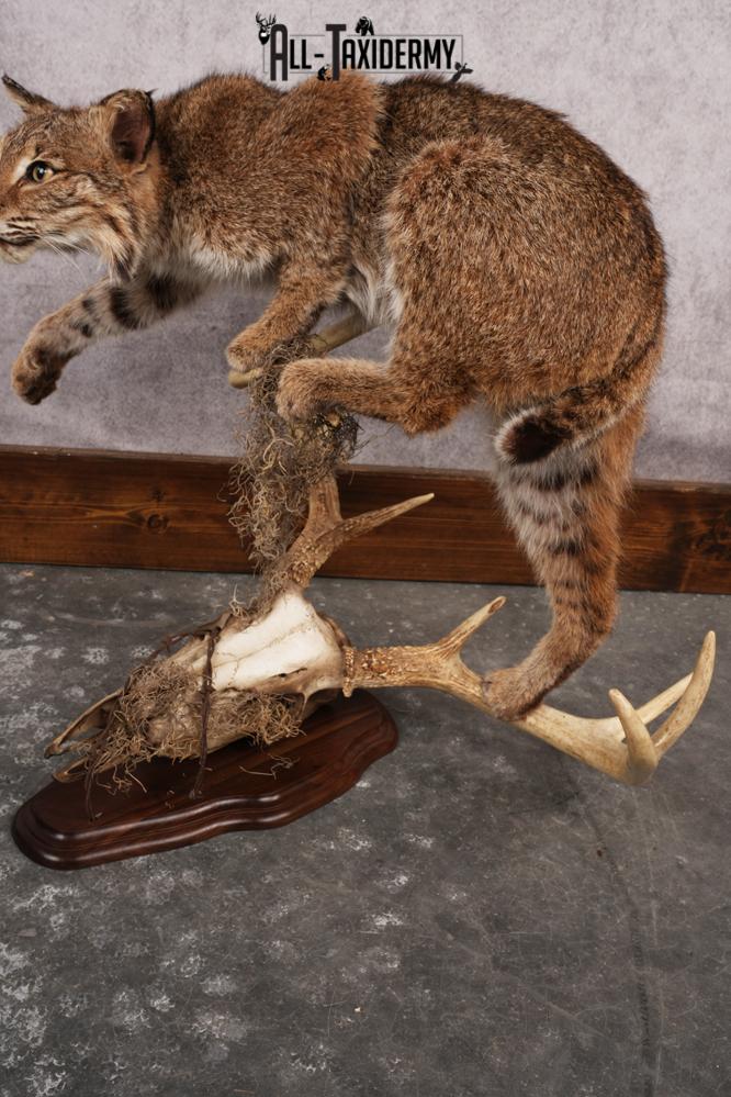 Bobcat SKU 3190 - Image 4