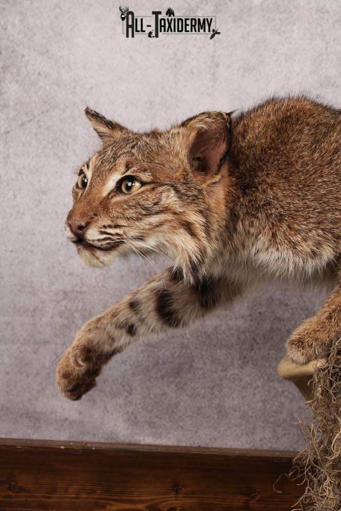 Bobcat SKU 3190 - Image 3