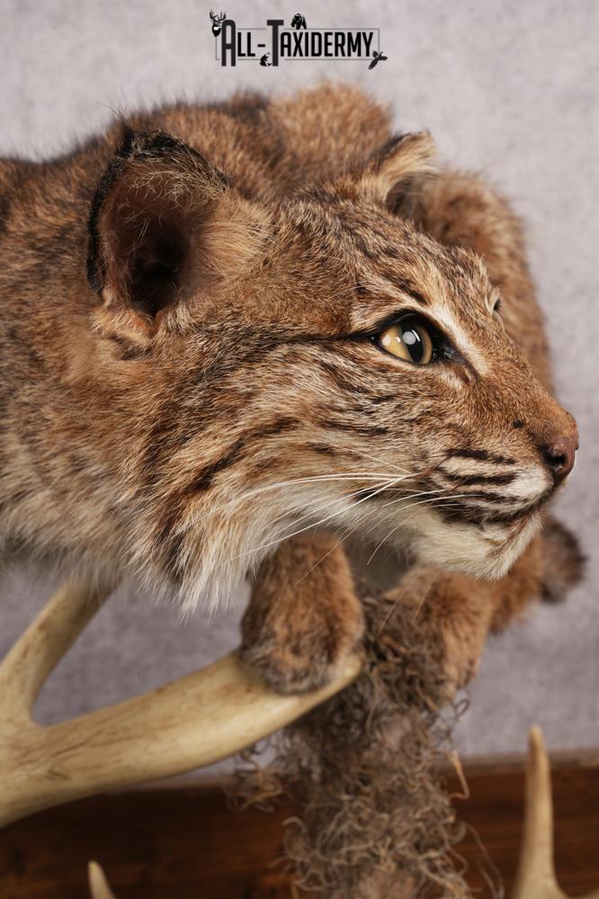 Bobcat SKU 3190 - Image 2