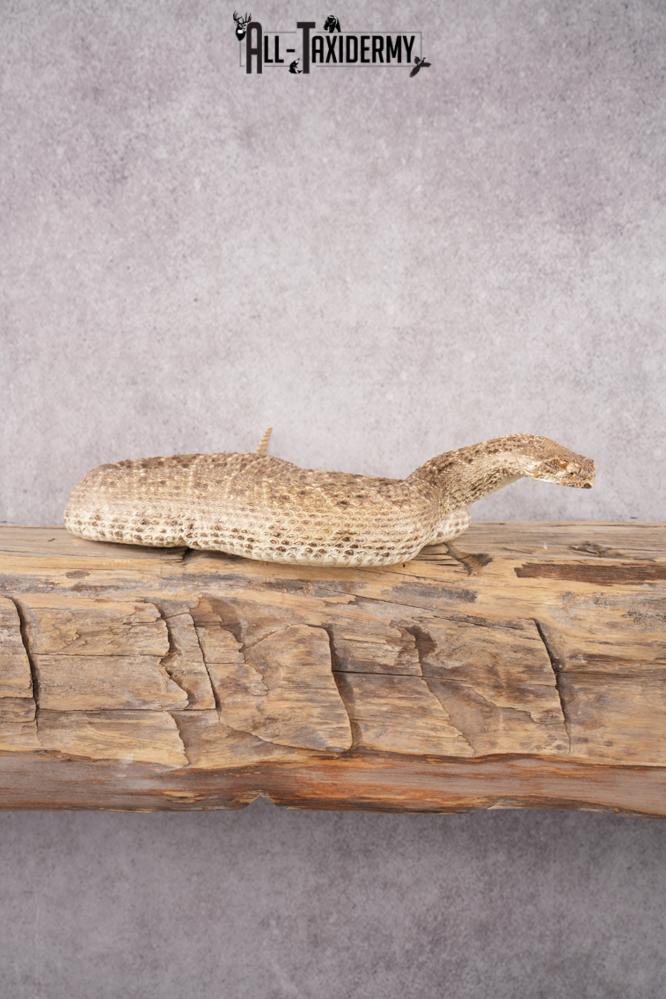 Rattle Snake SKU 3145