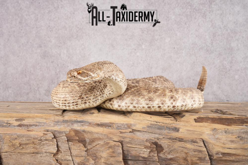 Rattle Snake SKU 3145 - Image 8