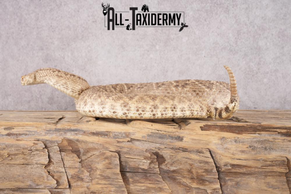 Rattle Snake SKU 3145 - Image 7