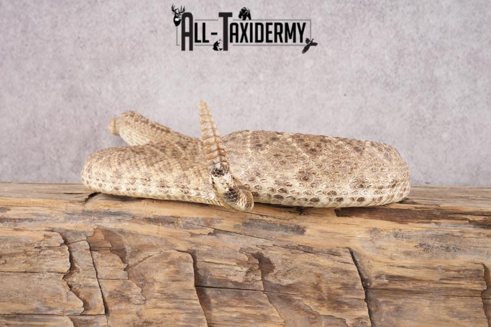 Rattle Snake SKU 3145 - Image 6