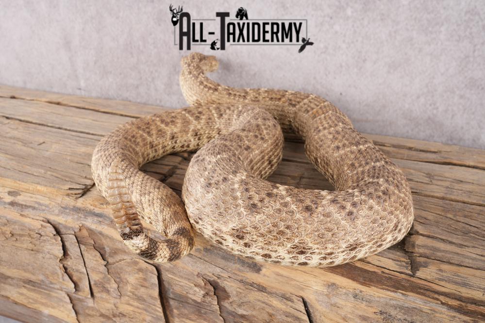 Rattle Snake SKU 3145 - Image 5