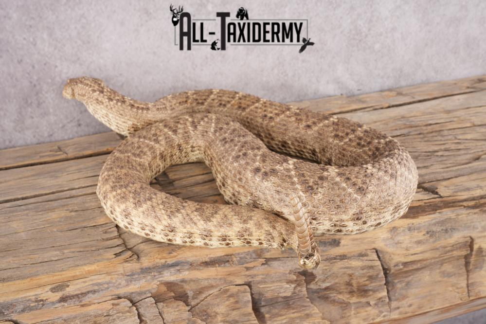 Rattle Snake SKU 3145 - Image 4