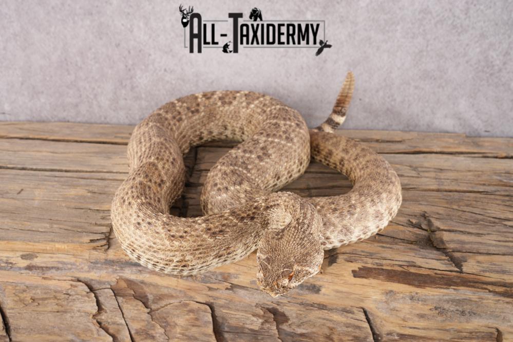 Rattle Snake SKU 3145 - Image 3