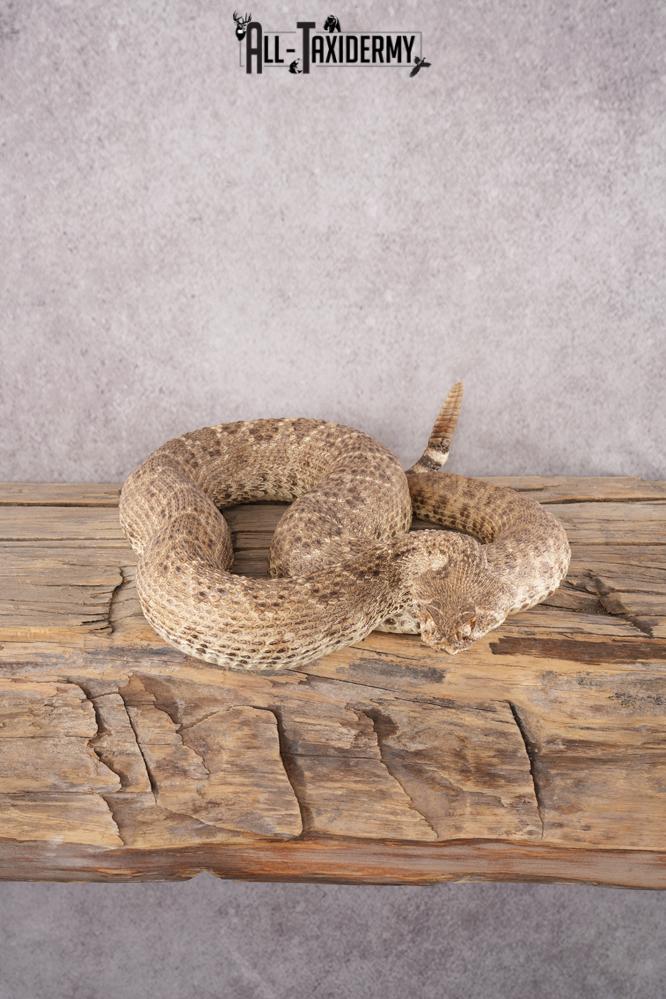 Rattle Snake SKU 3145 - Image 2