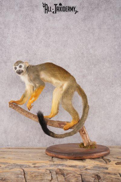 Squirrel Monkey SKU 3169
