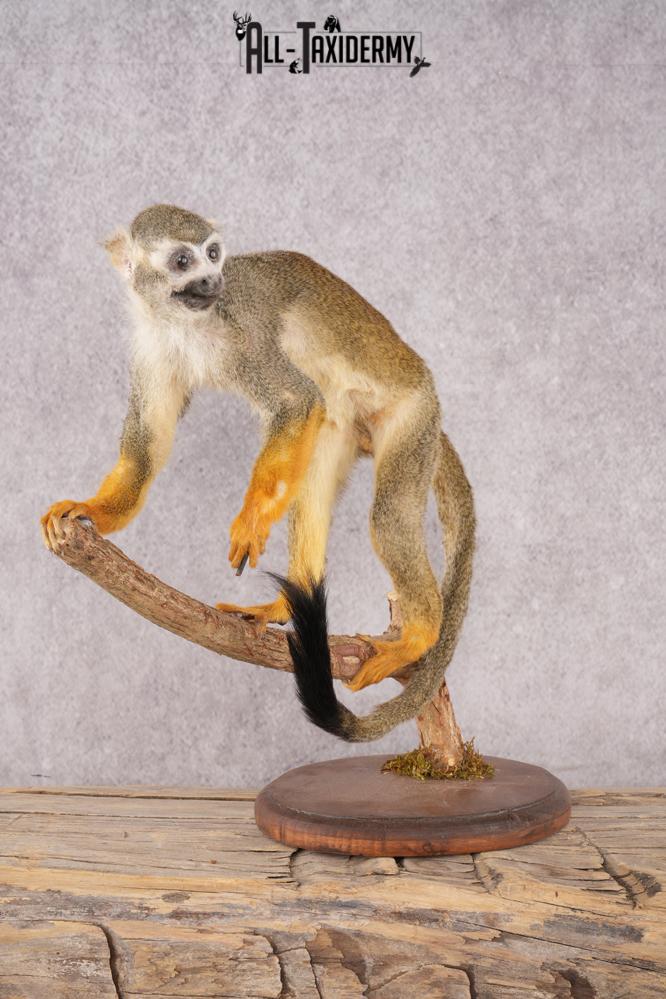 Squirrel Monkey SKU 3169 - Image 6