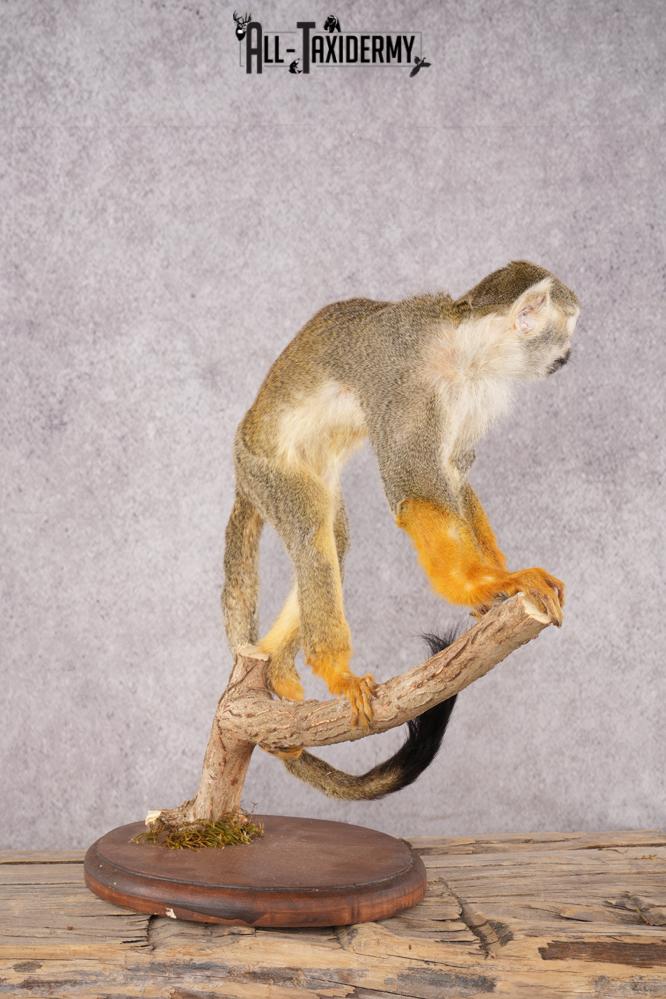 Squirrel Monkey SKU 3169 - Image 5