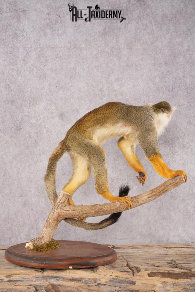 Squirrel Monkey SKU 3169 - Image 4