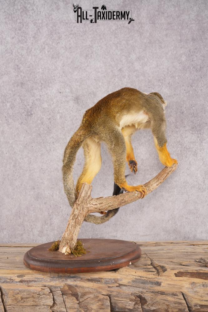 Squirrel Monkey SKU 3169 - Image 3