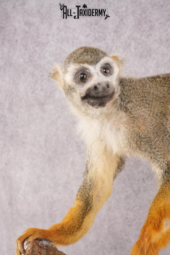 Squirrel Monkey SKU 3169 - Image 2