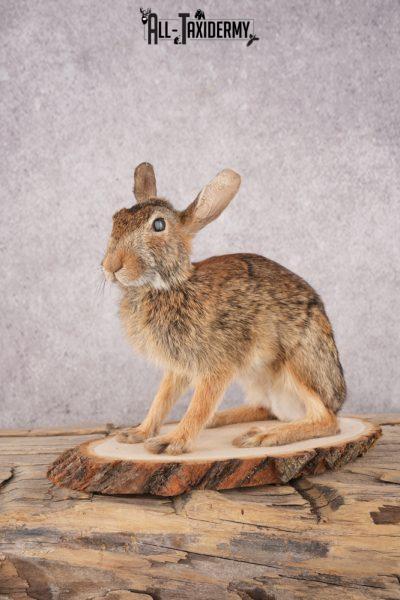 Cottontail Bunny SKU 3189