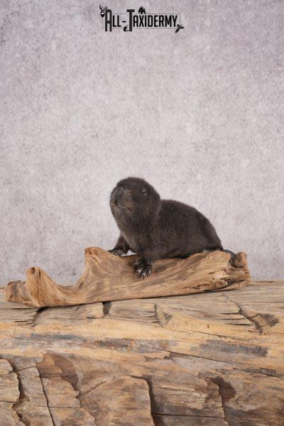 Baby Black Beaver SKU 3191