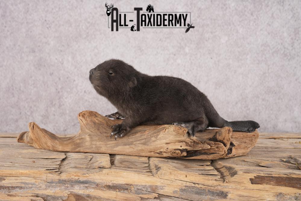Baby Black Beaver SKU 3191 - Image 6