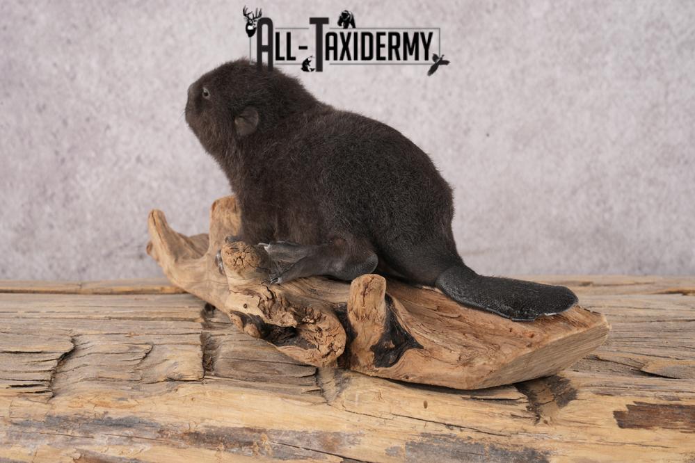 Baby Black Beaver SKU 3191 - Image 5