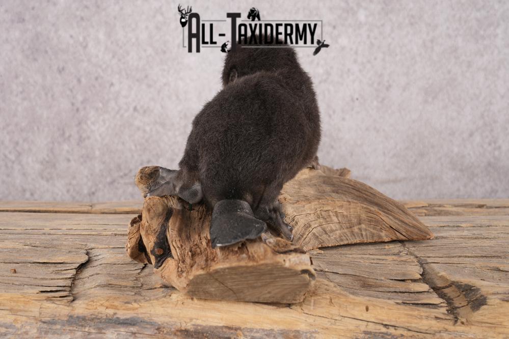 Baby Black Beaver SKU 3191 - Image 4