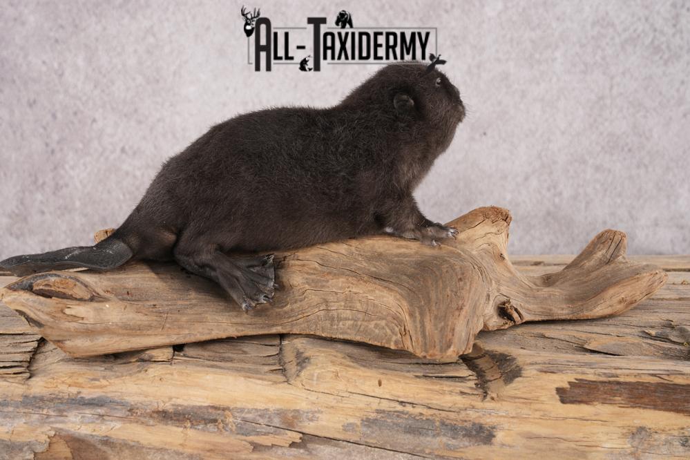 Baby Black Beaver SKU 3191 - Image 3