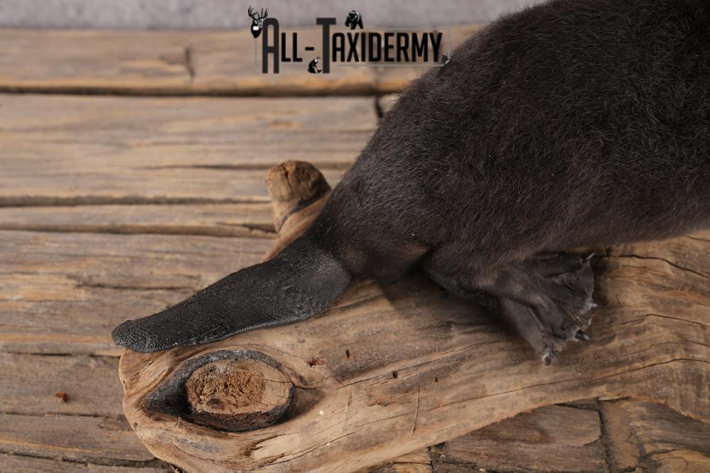Baby Black Beaver SKU 3191 - Image 2