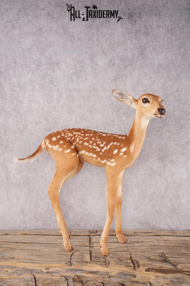 Whitetail Deer Fawn SKU 3171