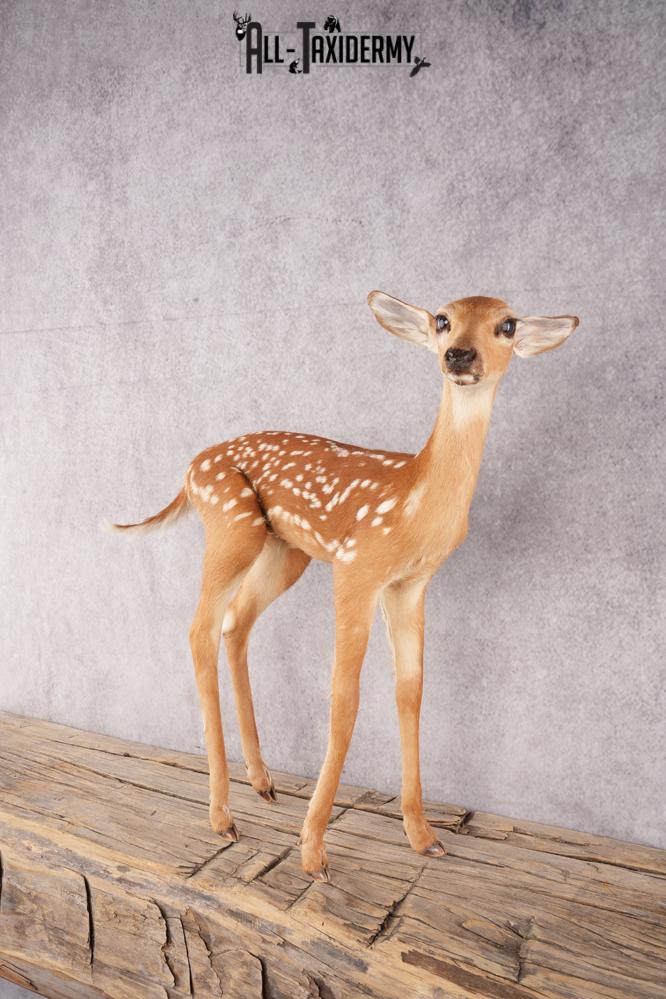 Whitetail Deer Fawn SKU 3171 - Image 7