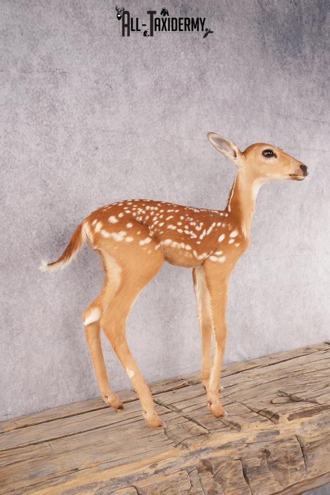 Whitetail Deer Fawn SKU 3171 - Image 6