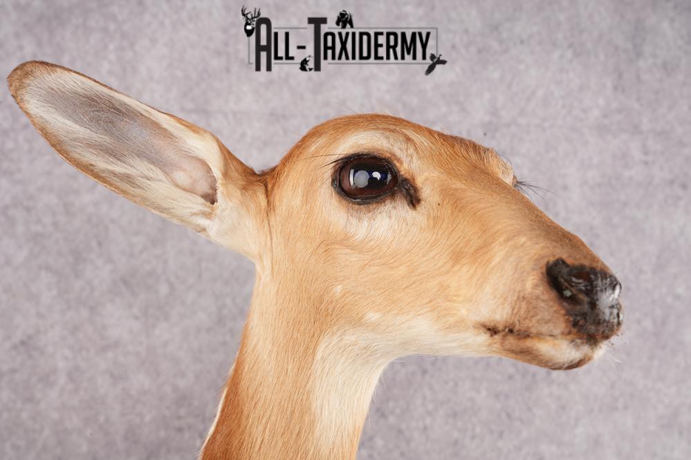 Whitetail Deer Fawn SKU 3171 - Image 5