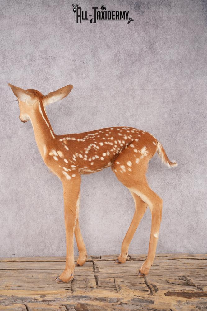 Whitetail Deer Fawn SKU 3171 - Image 4