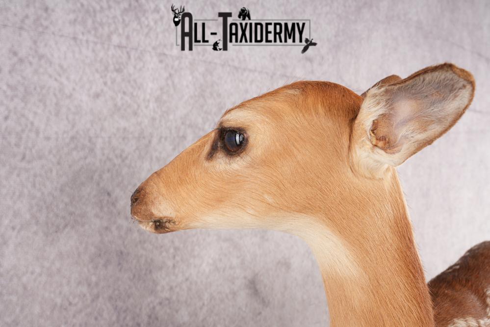 Whitetail Deer Fawn SKU 3171 - Image 3
