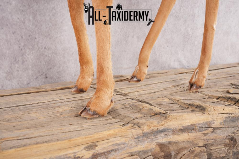 Whitetail Deer Fawn SKU 3171 - Image 2