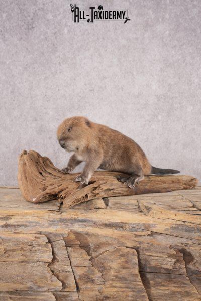 Baby Beaver SKU 3152